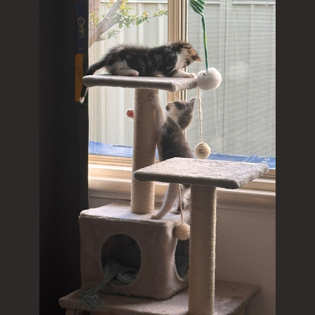 Photo of Smoky