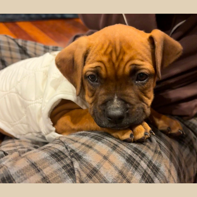 Photo of Sky   9 Week Old American Staffy