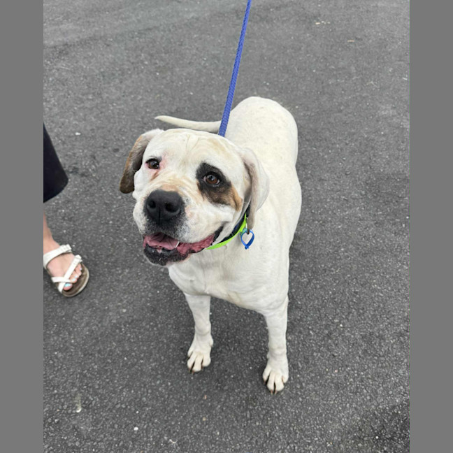 Photo of Sasha *$350 Adoption Fee*