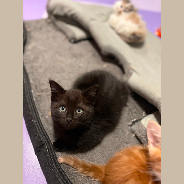 Photo of Batman **2nd Chance Cat Rescue**
