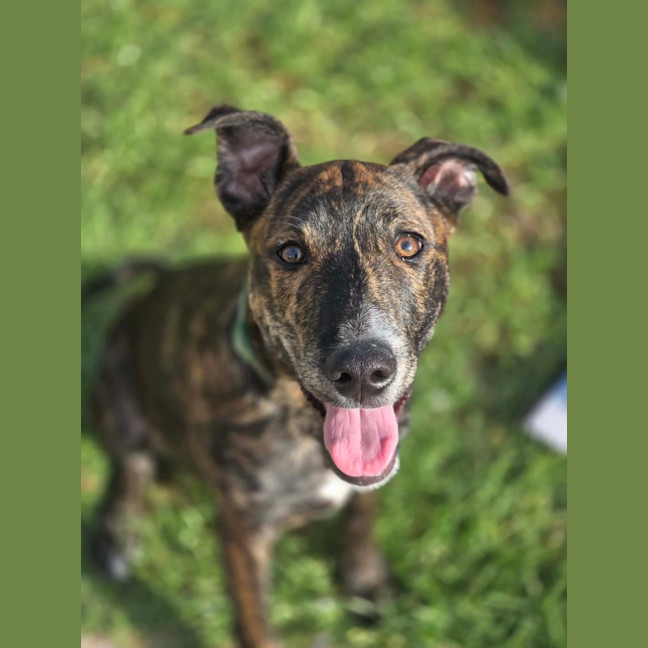 Photo of Archie