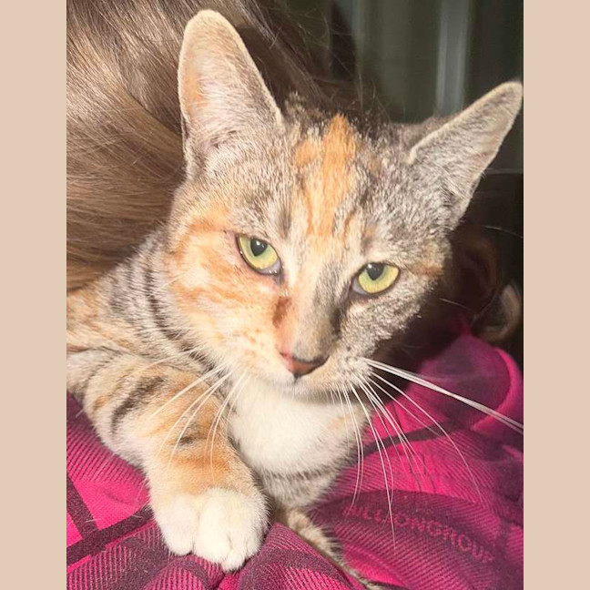 Photo of Spice