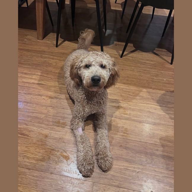 Photo of Milo