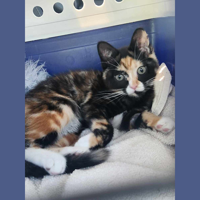 Photo of Lola (Located Templestowe)