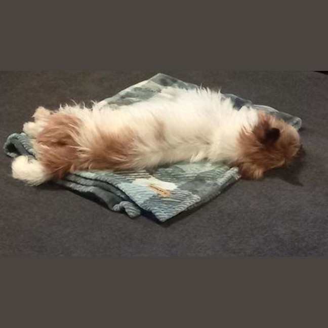 Photo of Bolt O'cleary