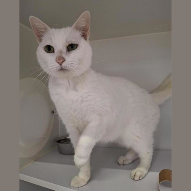 Photo of Snowbell