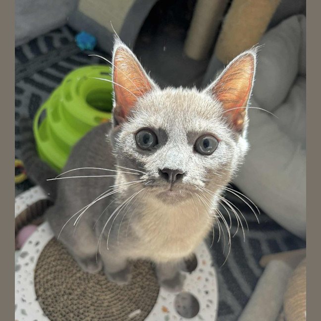 Photo of Meowscarada 