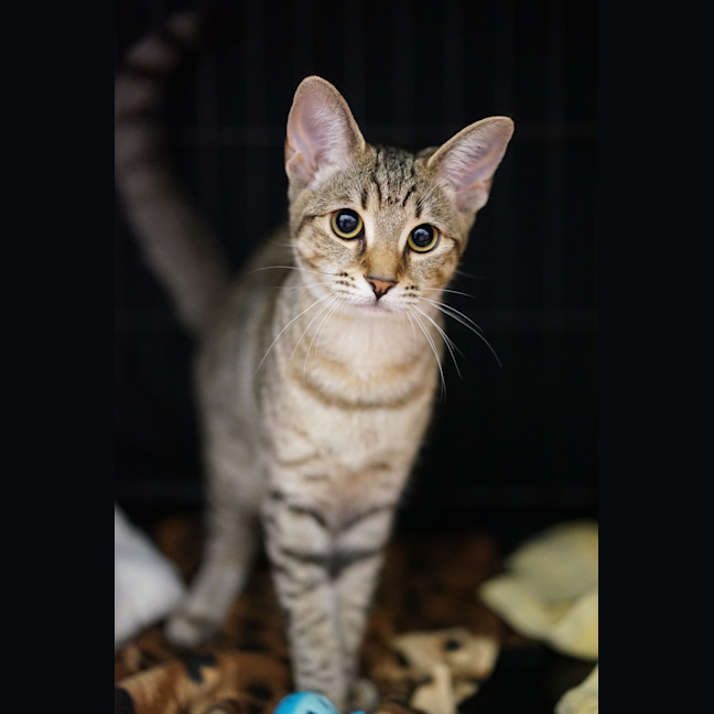 Photo of Mochi