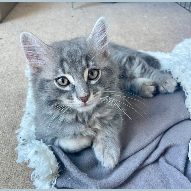 Photo of Marshmallow