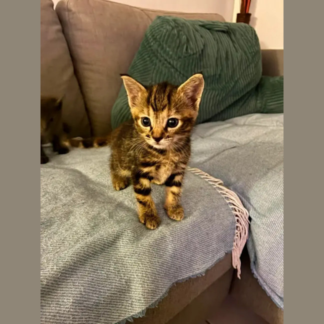 Photo of Astro