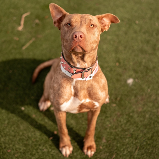 Photo of Nala Imp 1054