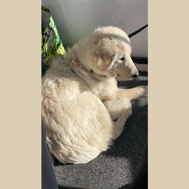 Photo of Lollie