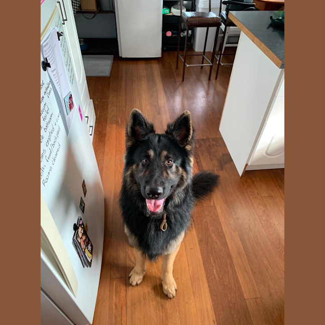 Photo of Teddy