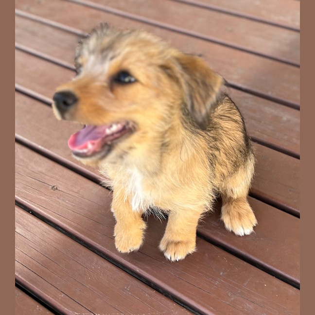 Photo of Leeroy   9 Week Old Fox Terrier X Kelpie