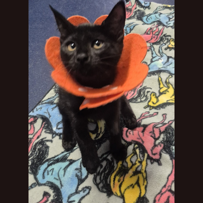 Photo of Ruby