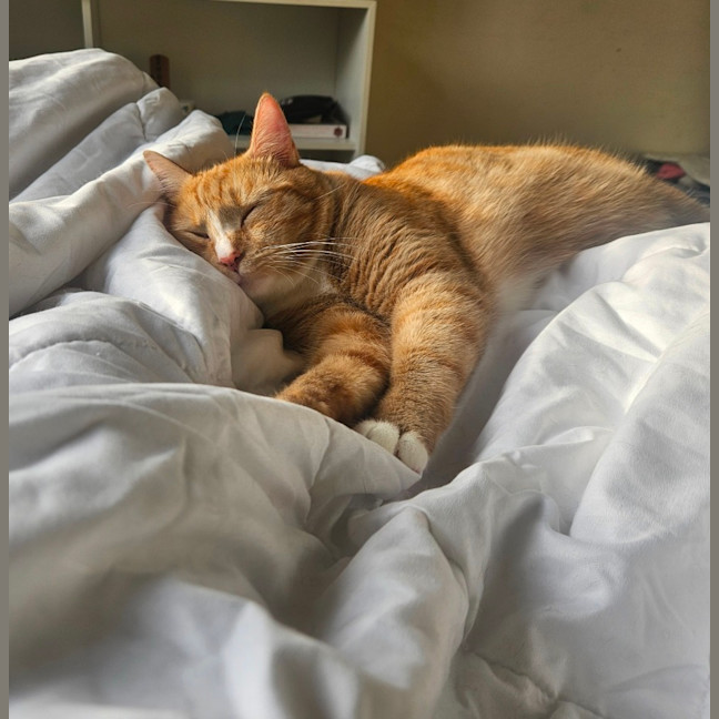 Photo of Marmalade