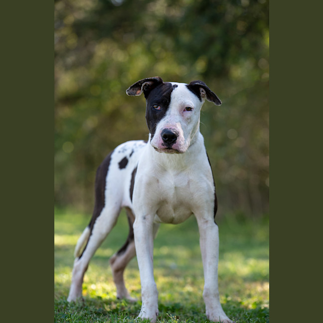 Photo of Ace