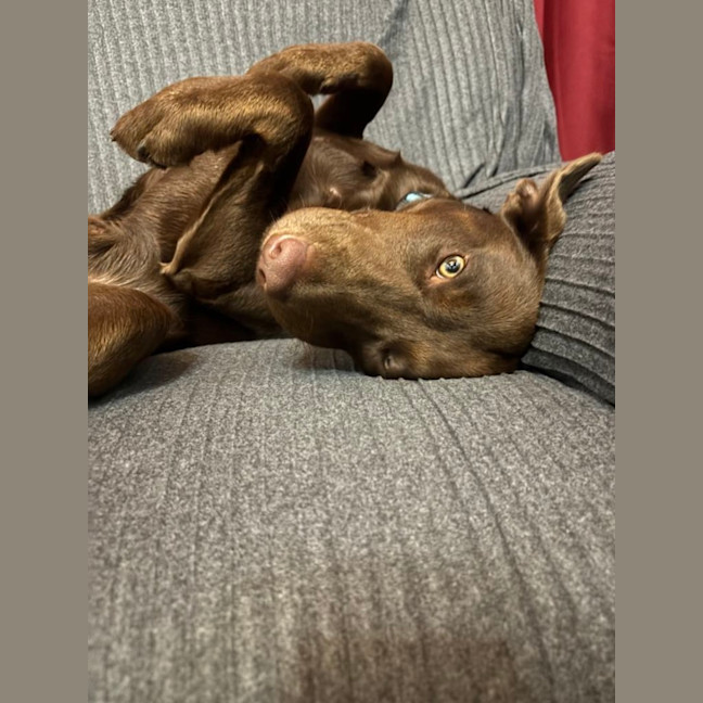 Photo of Bear   1 Year Old Labrador X Kelpie 