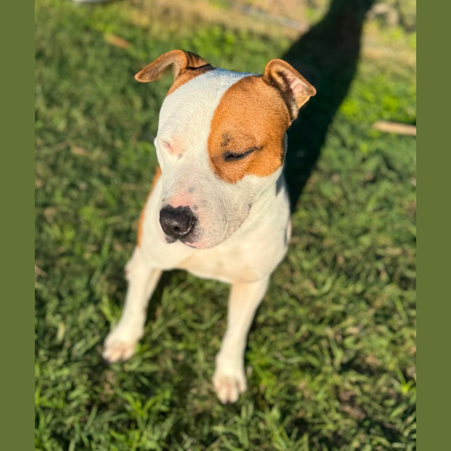 Photo of Goose (8850)
