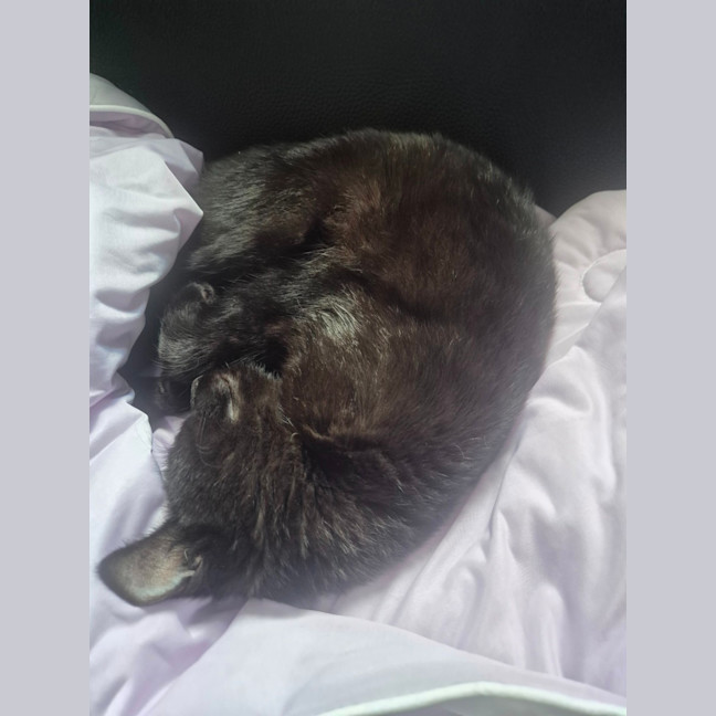 Photo of Luna U2026108