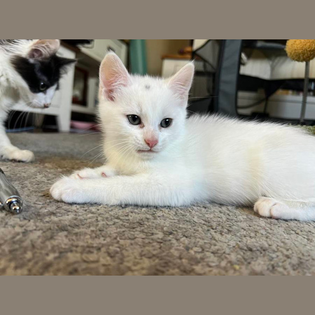 Photo of Freckle