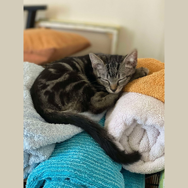 Photo of Dill Pickle   4 Month Old Dsh (On Trial)