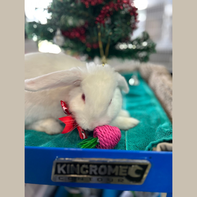 Photo of Candy