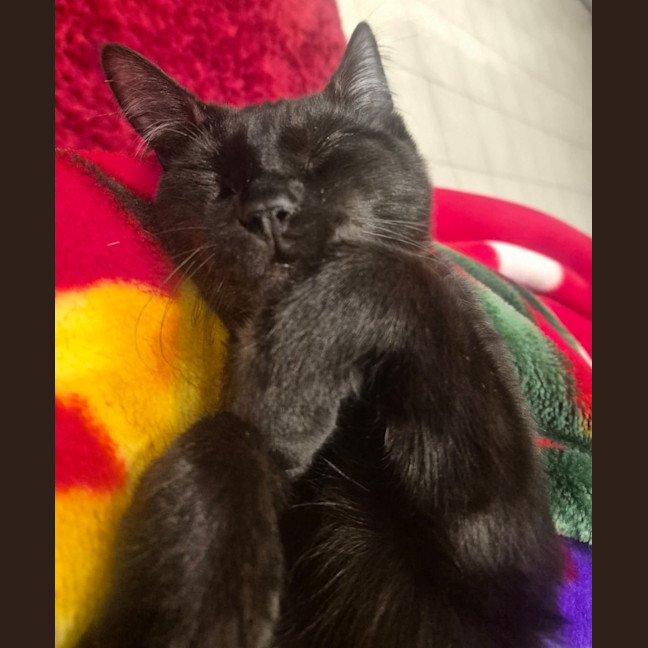 Photo of Titan * 9 Lives Project Rescue*