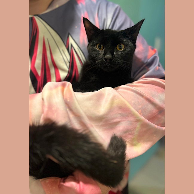 Photo of Salem