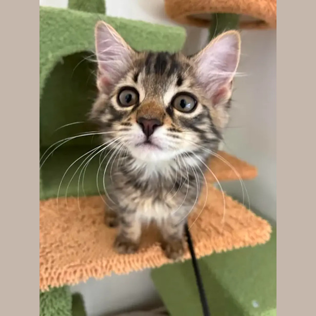 Photo of Scout