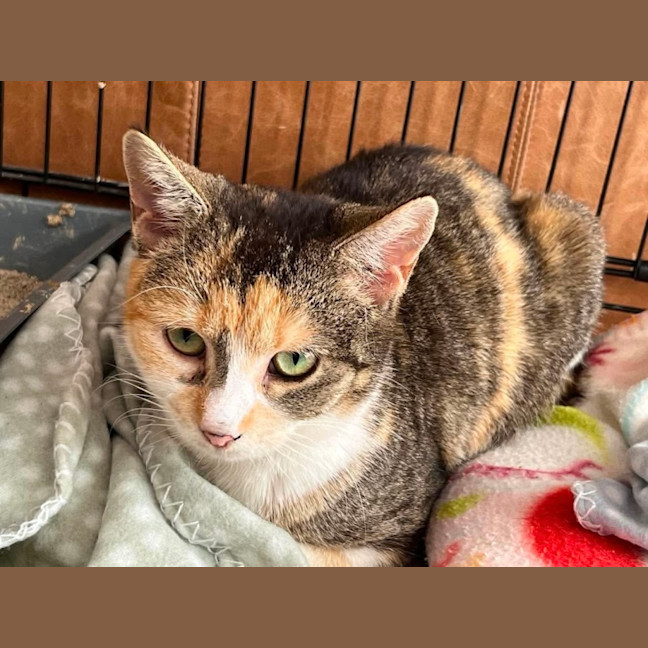 Photo of Peach