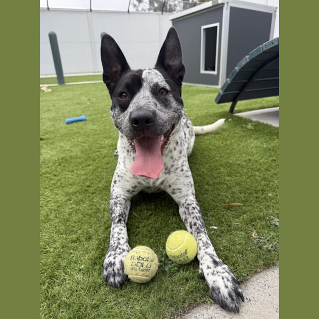 Photo of Buddy