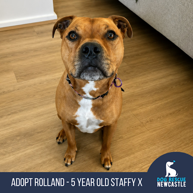 Photo of Rolland   5 Year Old Staffy X