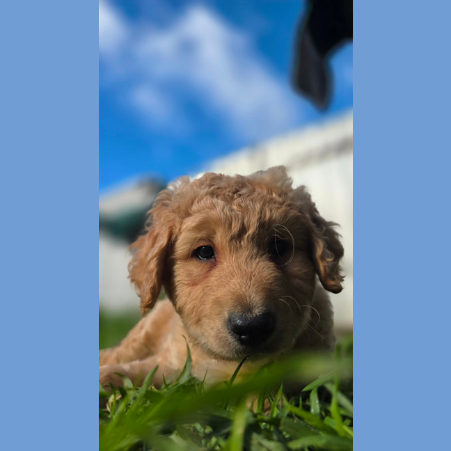 Photo of Ace