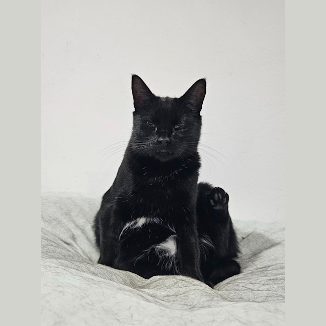 Photo of Harper