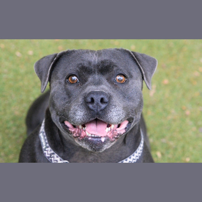 Photo of Pepper