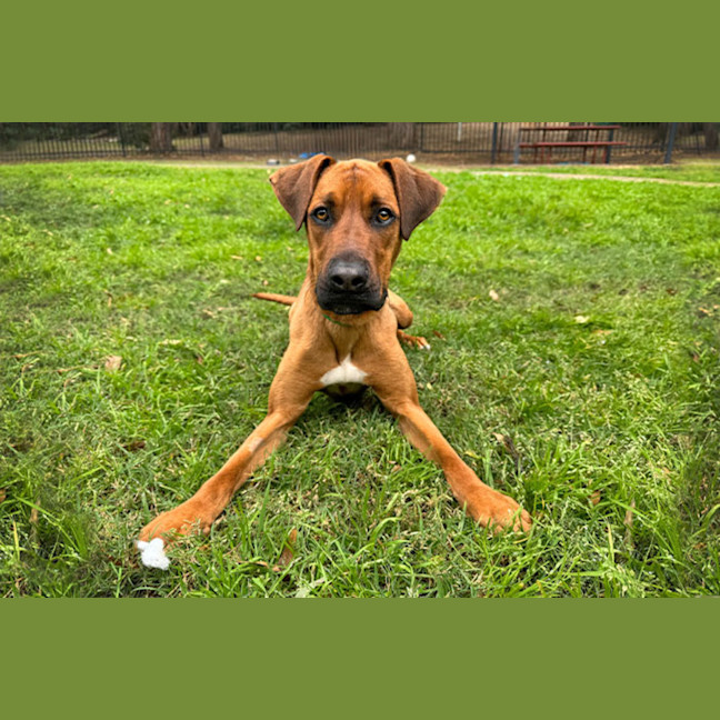 Photo of Rex