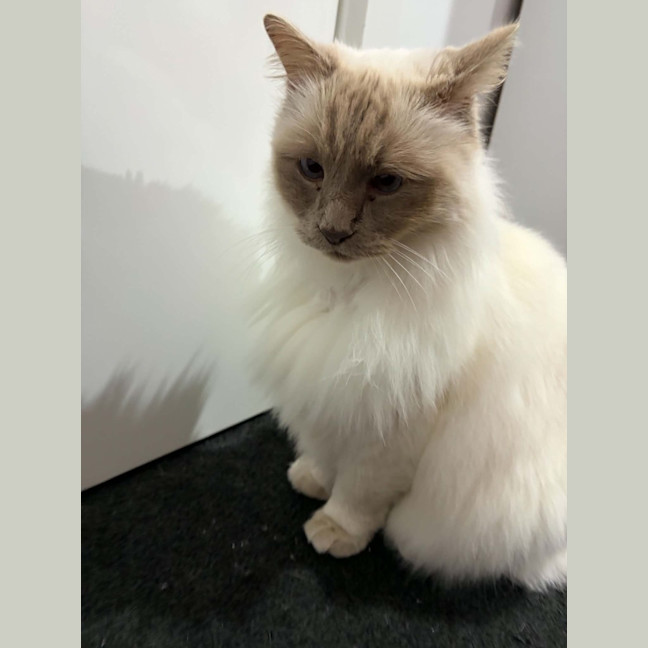 Photo of Aslan