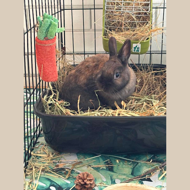 Photo of Bunny Boop