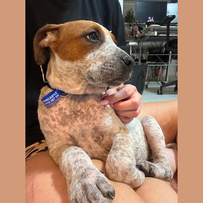Photo of Rusty   12 Week Old Cattle Dog