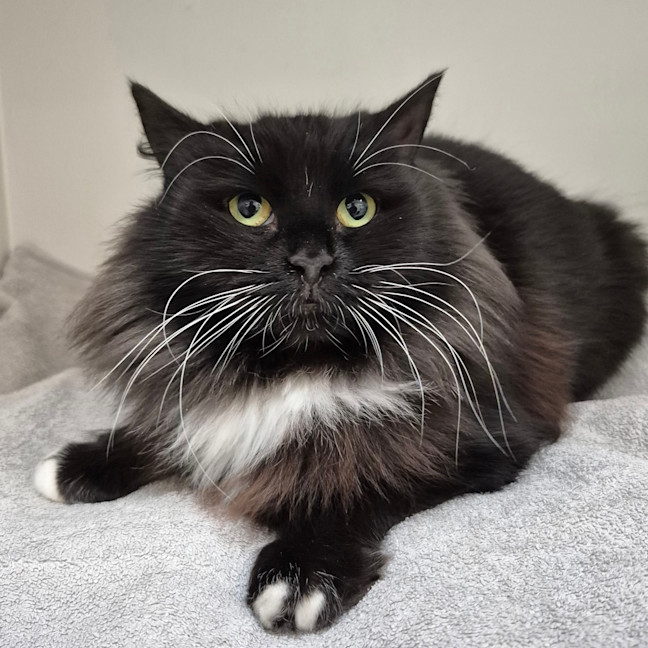 Photo of Tilly