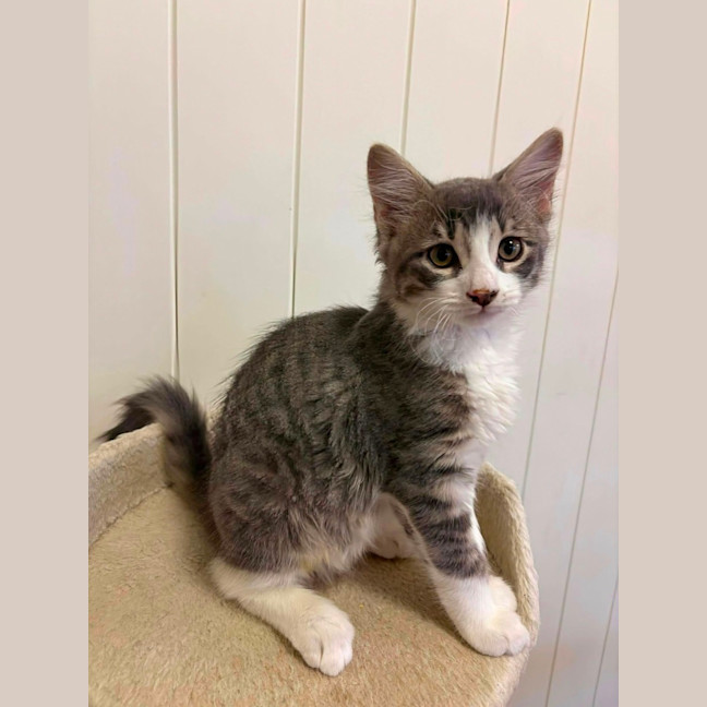 Photo of Nimbus