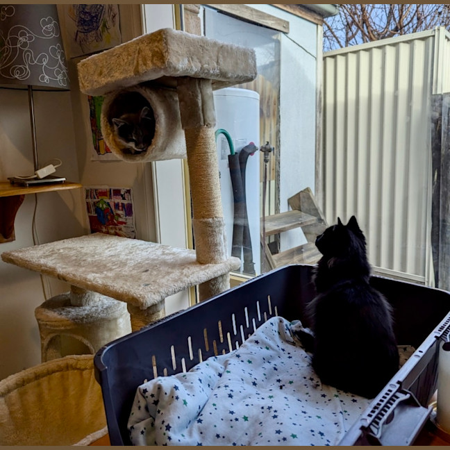 Photo of Poko 🥰 