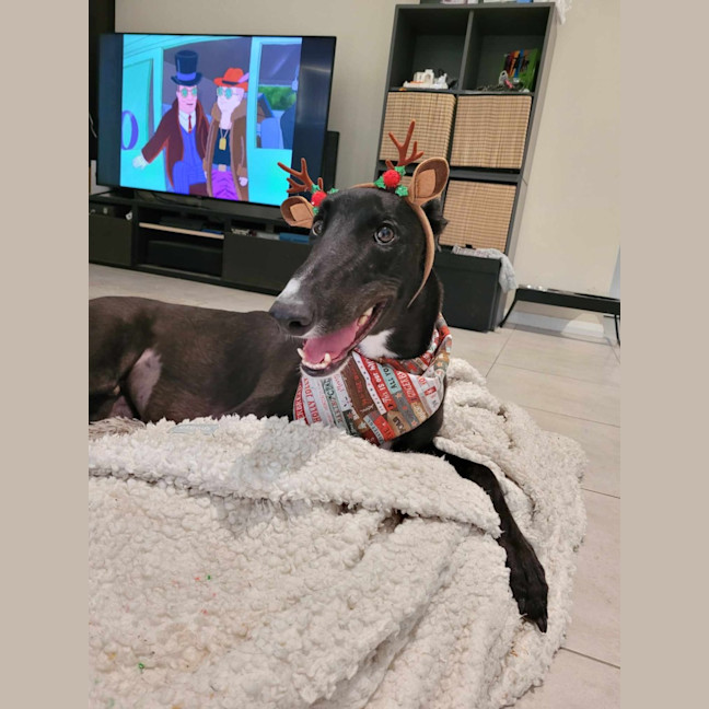 Photo of Little Ninja, The Greyhound