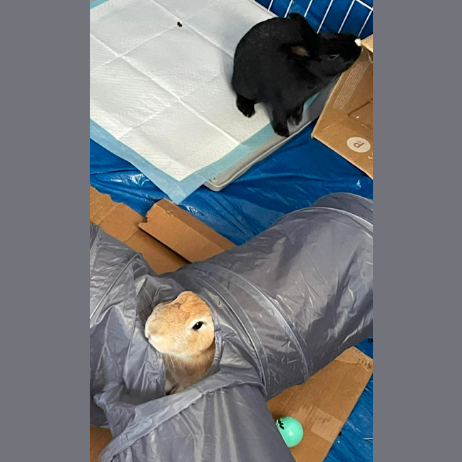 Photo of Bonnie & Poppet