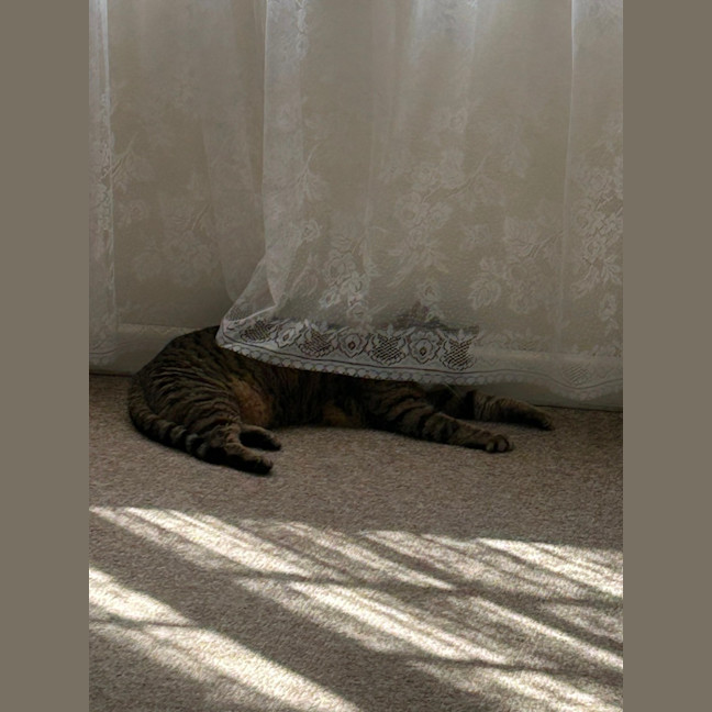 Photo of Dixie