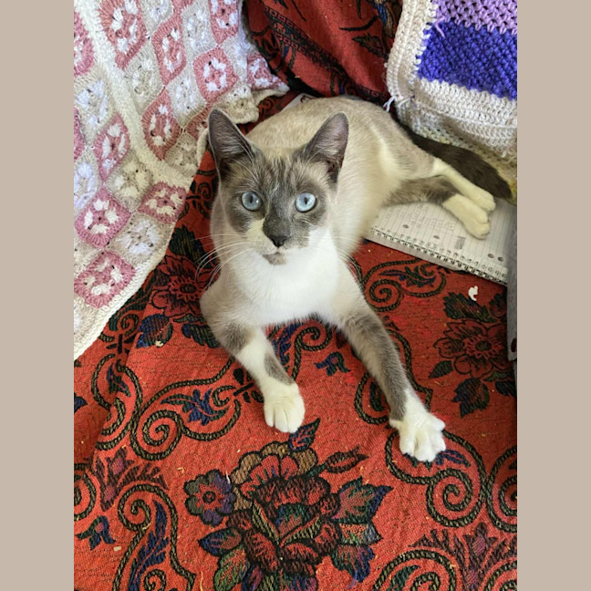Photo of Ziggy❤️