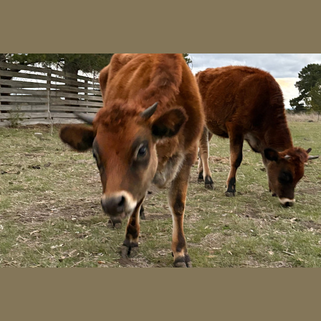 Photo of Biscuit, Bernard & Franklin