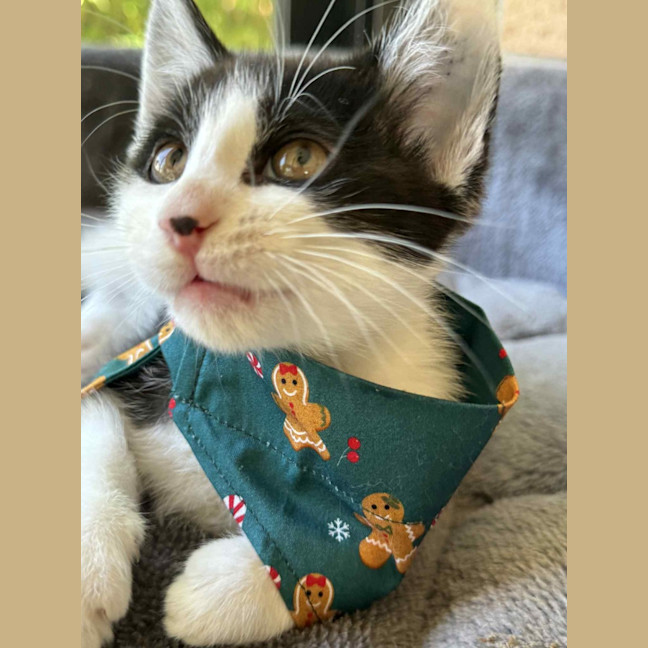 Photo of Basil   In Foster Care In Cranbourne