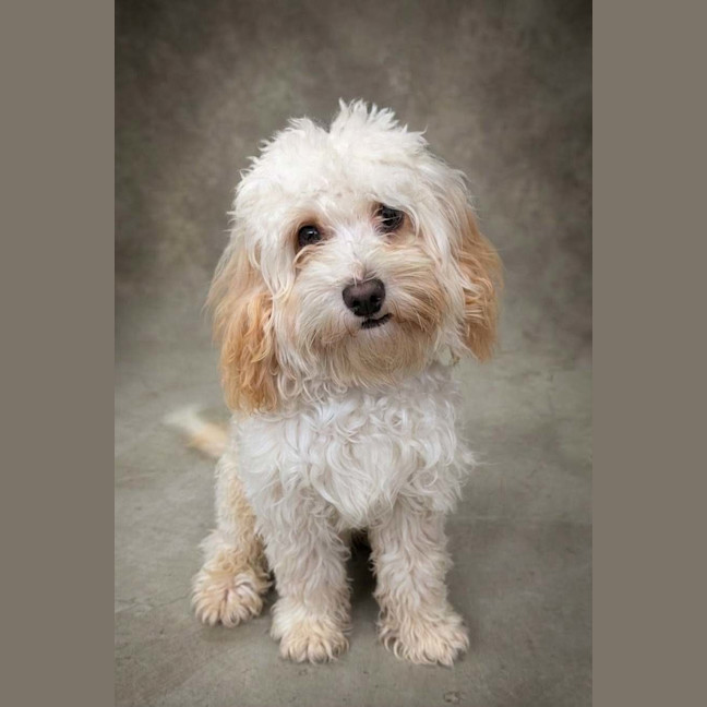 Photo of Teddy